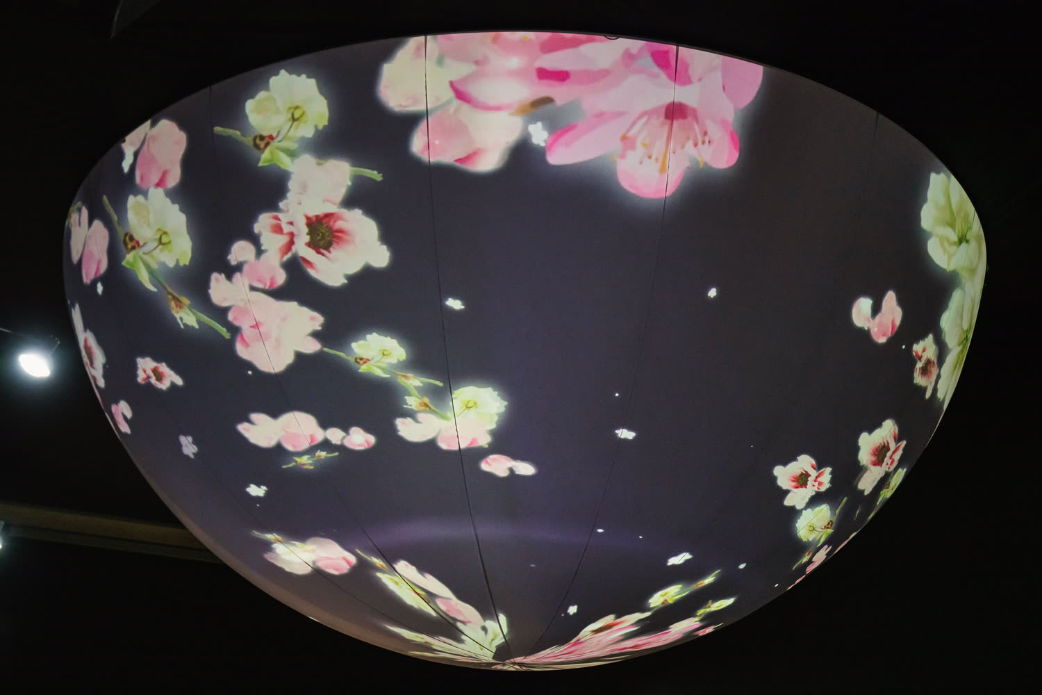 The same blossom on the sphere, gathering toward the top and thinning as the surface curves away.
